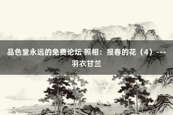 品色堂永远的免费论坛 照相：报春的花（4）---羽衣甘兰